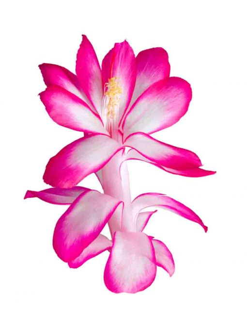 Lotus Wei Holiday Cactus Flower Elixir Bluetenessenz ml
