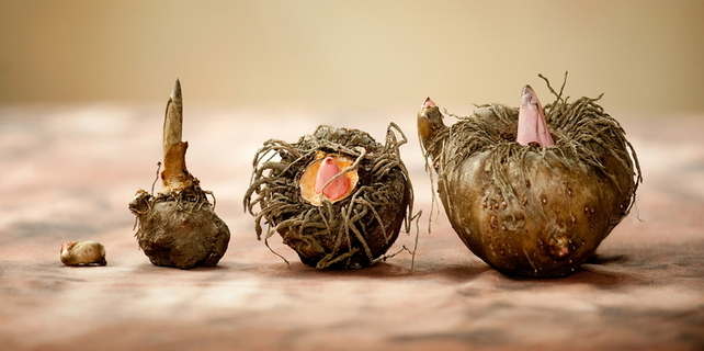 was ist ein konjac schwamm