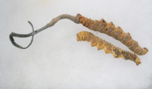 superfood spotlight champignon cordyceps photo de couverture